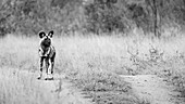 Afrikanischer Wildhund, Lycaon pictus, steht auf der Straße und schaut hinaus.