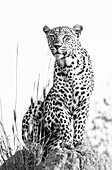A leopard, Panthera pardus, sits on top of a termite mound and stares into the distance, in black and white. _x000B_