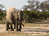 Ein Elefant, Loxodonta africana, badet sich in Staub. 