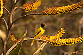 A black-headed Oirole,Oriolus larvatus, perches amongst the aloes. _x000B_