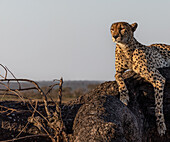 A male cheetah, Acinonyx jubatus, lies down on a fallen tree. _x000B_