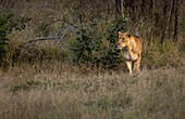 Eine Löwin, Panthera leo, pirscht sich im langen Gras an.