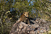 A leopard cub, Panthera Pardus, lies down on a rock, direct gaze. _x000B_