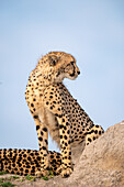 A side profile of a young cheetah, Acinonyx jubatus._x000B_