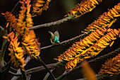 Ein Halsband-Sonnenvogel, Hedydipna collaris, fliegt von einer Aloe-Pflanze. 