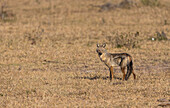 A side-striped jackal, Lupulella adusta, stands in short grass, direct gaze. _x000B_
