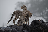 Two cheetah, Acinonyx jubatus, stand together on a tree. _x000B_