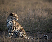 Ein Leopard, Panthera Pardus, sitzt auf dem Boden und dreht sich um, um nach hinten zu schauen. 