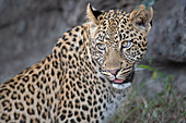 Ein junger männlicher Leopard, Panthera Pardus, dreht sich um und blickt hinter sich. 