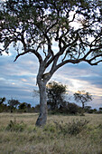 Ein Leopard, Panthera Pardus, steht in der Gabelung eines Baumes bei Sonnenuntergang. 