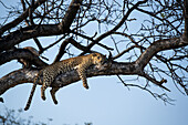 Ein weiblicher Leopard, Panthera Pardus, liegt auf einem Ast in einem Baum und ruht sich aus. 