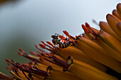  A hover fly, Syrphidae, sources nectar from an aloe flower, Aloe maculata. 