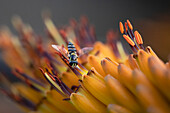 A hover fly, Syrphidae, sources nectar from an aloe flower, Aloe maculata.  _x000B_