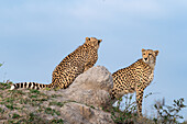 Zwei Geparden sitzen auf einem Hügel, Acinonyx jubatus.