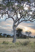 A leopard, Panthera pardus, stands in the fork of a leadwood tree._x000B_