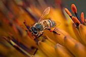 A bee, Anthophila, collects pollen from an aloe flower. _x000B_