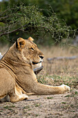 Ein weiblicher Löwe, Panthera Leo, legt sich hin und schaut nach rechts. 