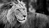 Porträt eines männlichen Löwen, Panthera leo, in schwarz-weiß.