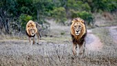 Two male lions, Panthera leo, walk together. _x000B_