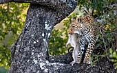 Ein Leopard, Panthera pardus, sitzt auf einem Baum mit einem toten Grünen Meerkatzen, Chlorocebus pygerythrus, im Maul.