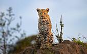 A leopard, Panthera pardus, sits on a mound, direct gaze._x000B_