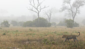 Ein männlicher Leopard, Panthera pardus, läuft bei nebligem Wetter durch das Gras. 