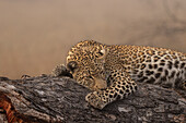 Ein junger weiblicher Leopard, Panthera pardus, legt sich auf einen Baumstamm. 