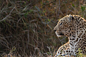 Seitenprofil eines männlichen Leoparden, Panthera pardus.