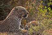 Ein männlicher und ein weiblicher Leopard, Panthera pardus, liegen zusammen im Gras. 