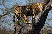 Ein Leopard, Panthera pardus, klettert auf einen Baum und schaut nach hinten, direkter Blick. 
