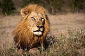 Ein männlicher Löwe, Panthera leo, legt sich auf einen Hügel. 