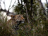 Ein Leopard, Panthera pardus, der im Gras liegt und nach oben schaut. 