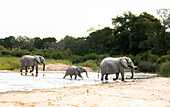 Elephants, Loxodonta Africana, crossing a riverbed. _x000B_