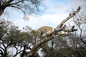 Ein Leopard, Panthera pardus, kratzt sich den Kopf an einem Ast. 