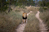 Ein männlicher Löwe, Panthera leo, läuft eine Straße entlang. 