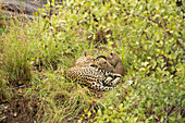 Eine Leopardin und ihre beiden Jungen, Panthera pardus, liegen zusammen im Gras. 