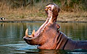 Ein Flusspferd, Hippopotamus amphibius, gähnt in einem Damm. 