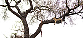 Leopard, Panthera pardus, auf einem Baum liegend mit erlegtem Tier. 