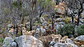 Ein Löwenrudel, Panthera leo, geht auf Felsen.