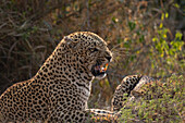 Ein männlicher Leopard, Panthera pardus, knurrt.