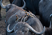 Yellow Billed Oxpeckers, Buphagus africanus, on the back of a buffalo. _x000B_