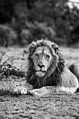 A male lion, Panthera leo, lies down on grass._x000B_