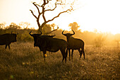 Wildebeest, Connochaetes, standing in golden light. _x000B_
