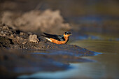 A Red-breasted swallow, Cecropis semirufa, drinks water. _x000B_