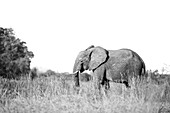 Ein Elefant, Loxodonta Africana, läuft durch langes Gras. 