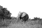 Ein Elefant, Loxodonta Africana, der durch langes Gras läuft, in schwarz-weiß. 