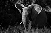 Ein Elefant, Loxodonta Africana, der mit den Ohren klappert, in Schwarz und Weiß. 