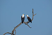 Two Fish Eagles, Haliaeetus vocifer, perched on a leadwood branch._x000B_