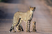Ein Gepard und sein Junges, Acinonyx jubatus, stehen beieinander und schauen sich direkt an. 
