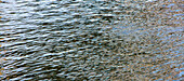 River water details, reflections and abstracts, Snake River, Washington, along the Oregon border